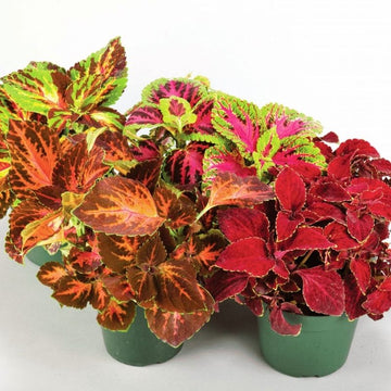 Coleus Rainbow Formula Mix Seed