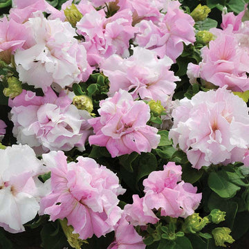 Petunia Double Cascade Orchid Mist F1 Seed