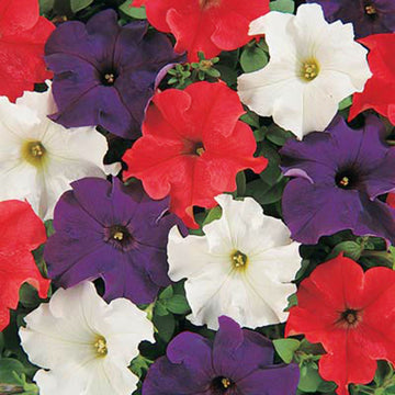 Petunia Dreams Patriot Mix F1 Seed