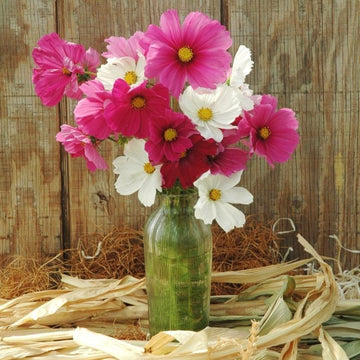 Cosmos Sensation Mix Seed