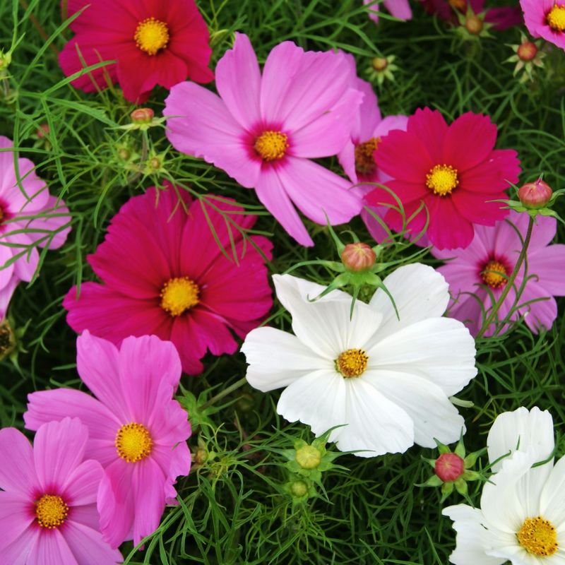 Cosmos Sensation Mix Seed