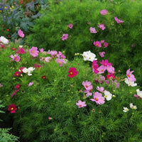 Cosmos Sensation Mix Seed