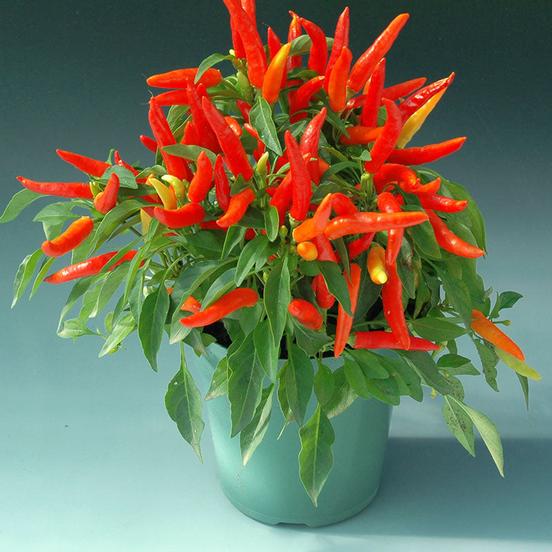 Ornamental Pepper Chilly Chili F1 Seed