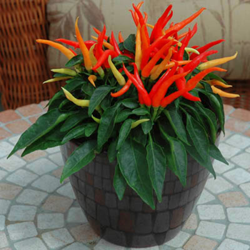 Ornamental Pepper Chilly Chili F1 Seed