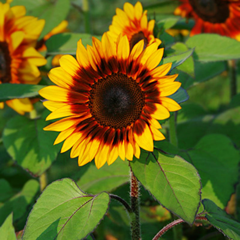 Sunflower ProCut Bicolor F1 Seed