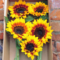 Sunflower ProCut Bicolor F1 Seed