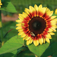 Sunflower ProCut Bicolor F1 Seed