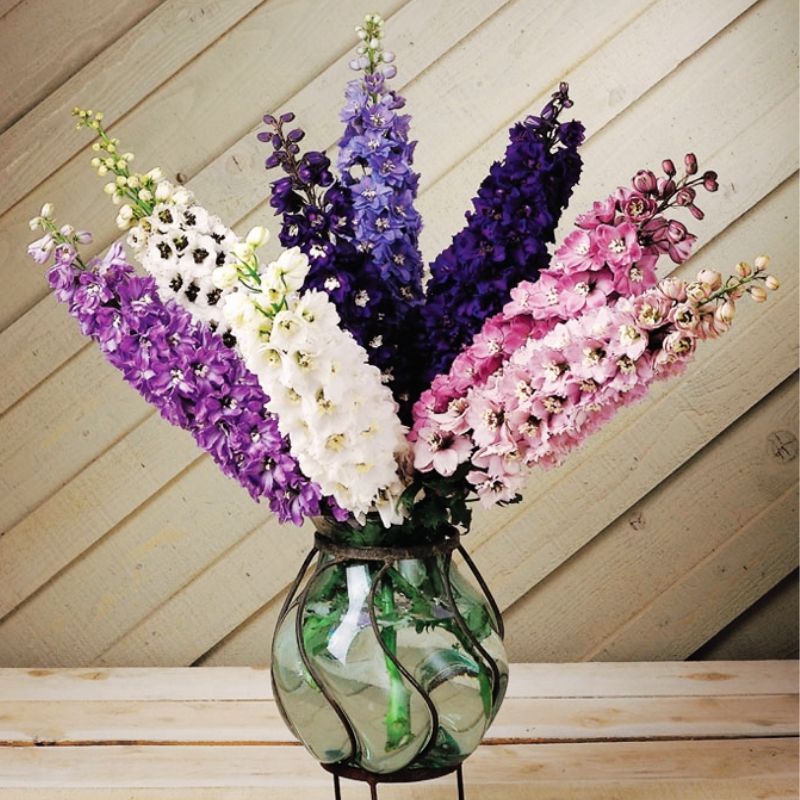 Delphinium Magic Fountains Mix Seed