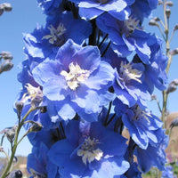 Delphinium Magic Fountains Mix Seed