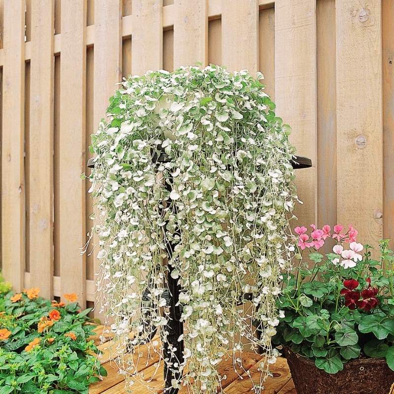 Dichondra Silver Falls Seed