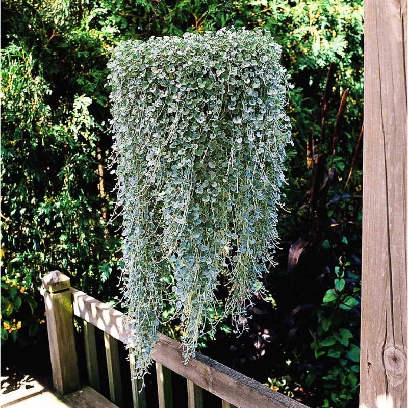 Dichondra Silver Falls Seed