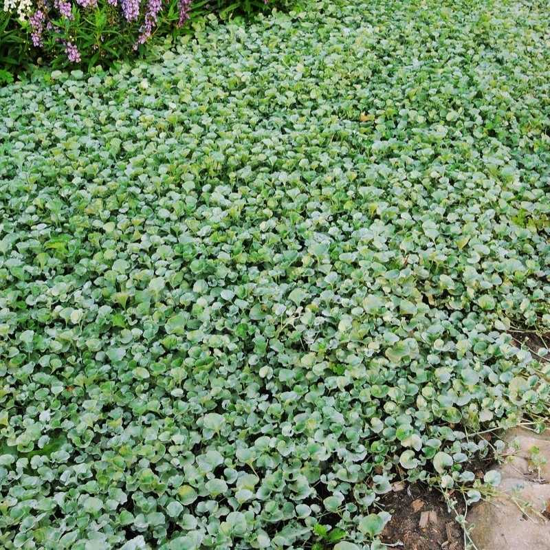 Dichondra Silver Falls Seed