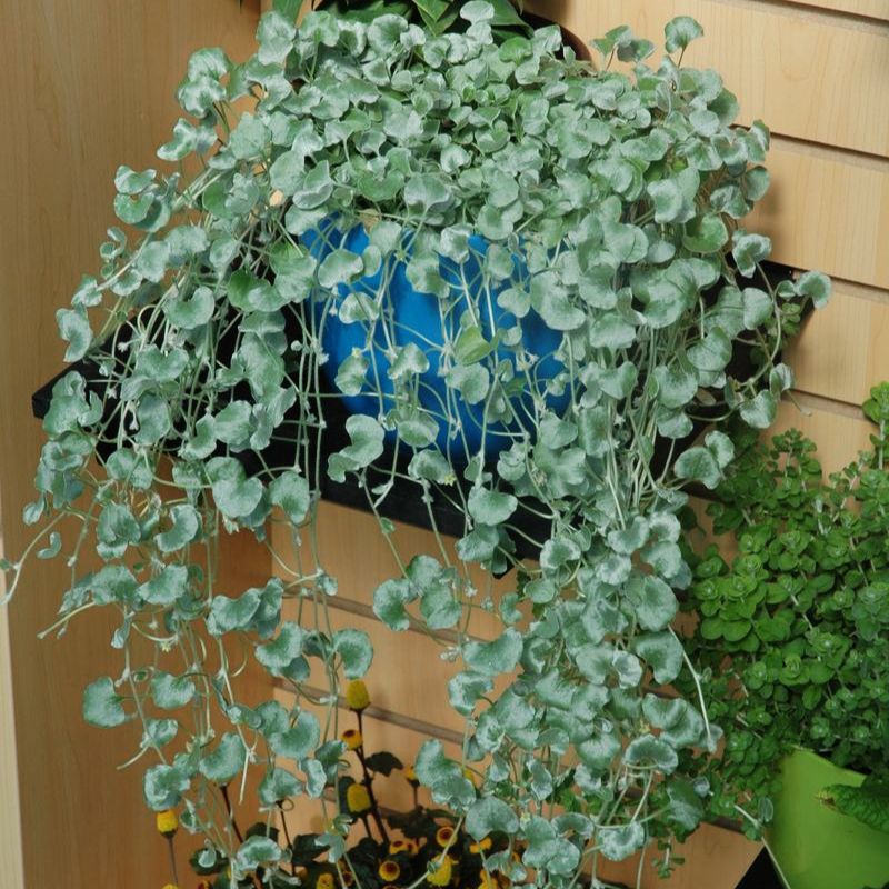 Dichondra Silver Falls Seed