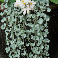 Dichondra Silver Falls Seed