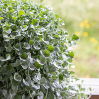 Dichondra Silver Falls Seed