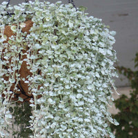 Dichondra Silver Falls Seed