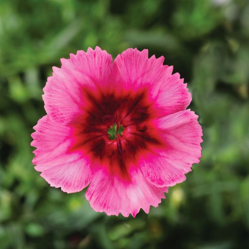 Dianthus Super Parfait Raspberry F1 Seed