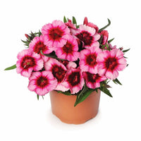 Dianthus Super Parfait Raspberry F1 Seed