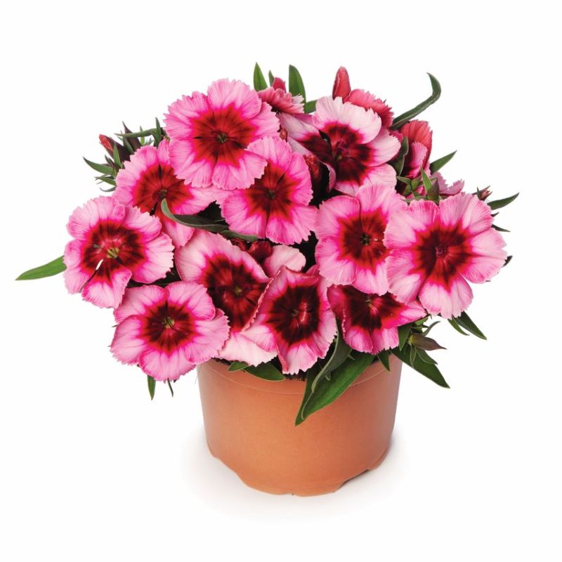 Dianthus Super Parfait Raspberry F1 Seed