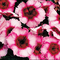 Dianthus Super Parfait Raspberry F1 Seed