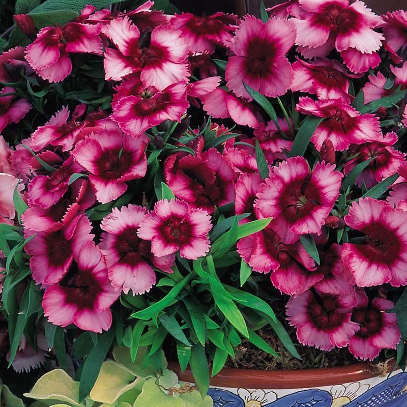 Dianthus Super Parfait Raspberry F1 Seed