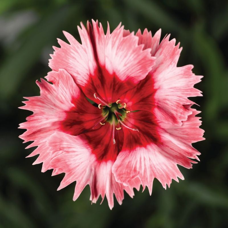 Dianthus Super Parfait Strawberry F1 Seed