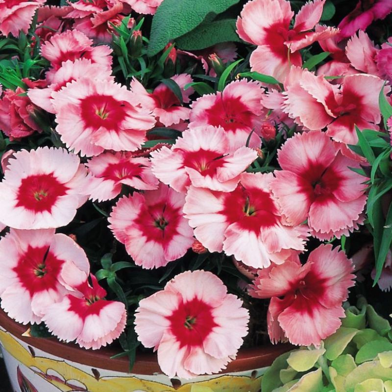 Dianthus Super Parfait Strawberry F1 Seed