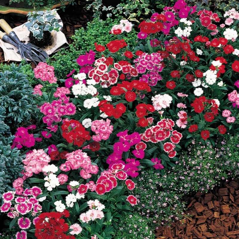 Dianthus Telstar Mix F1 Seed