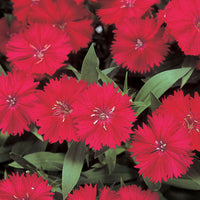 Dianthus Telstar Mix F1 Seed