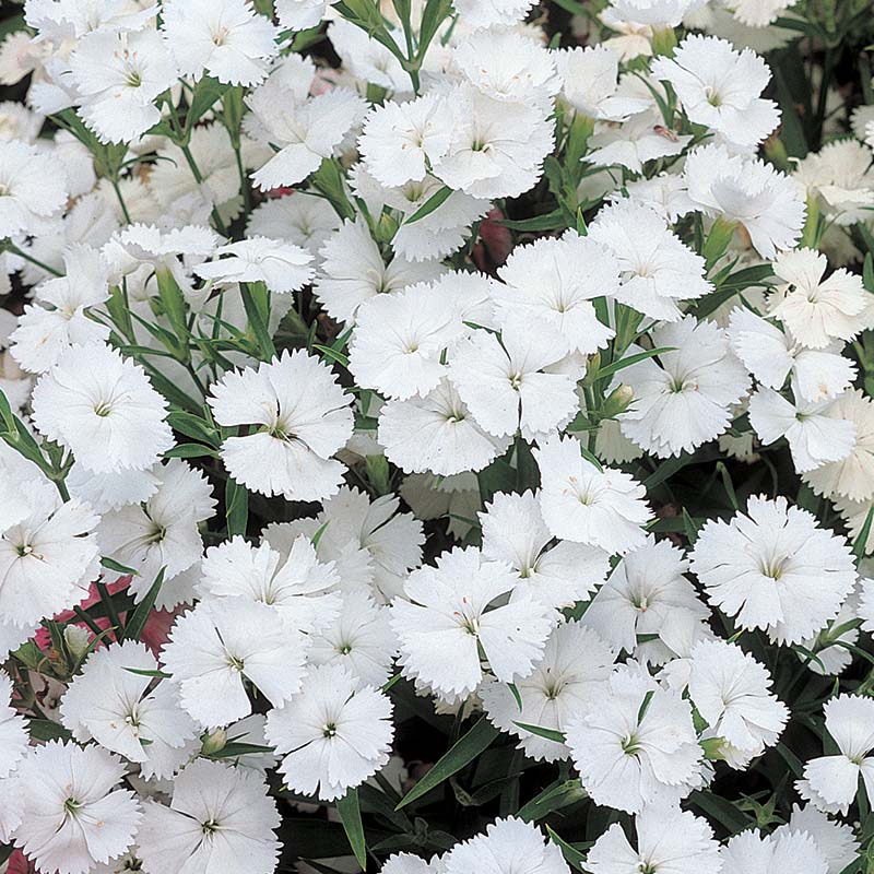 Dianthus Telstar Mix F1 Seed