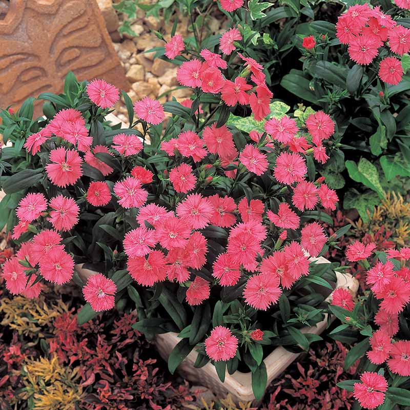 Dianthus Telstar Mix F1 Seed