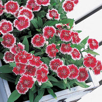 Dianthus Telstar Mix F1 Seed