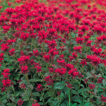 Monarda Panorama Red Shades Seed