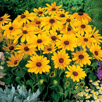 Rudbeckia Indian Summer Seed