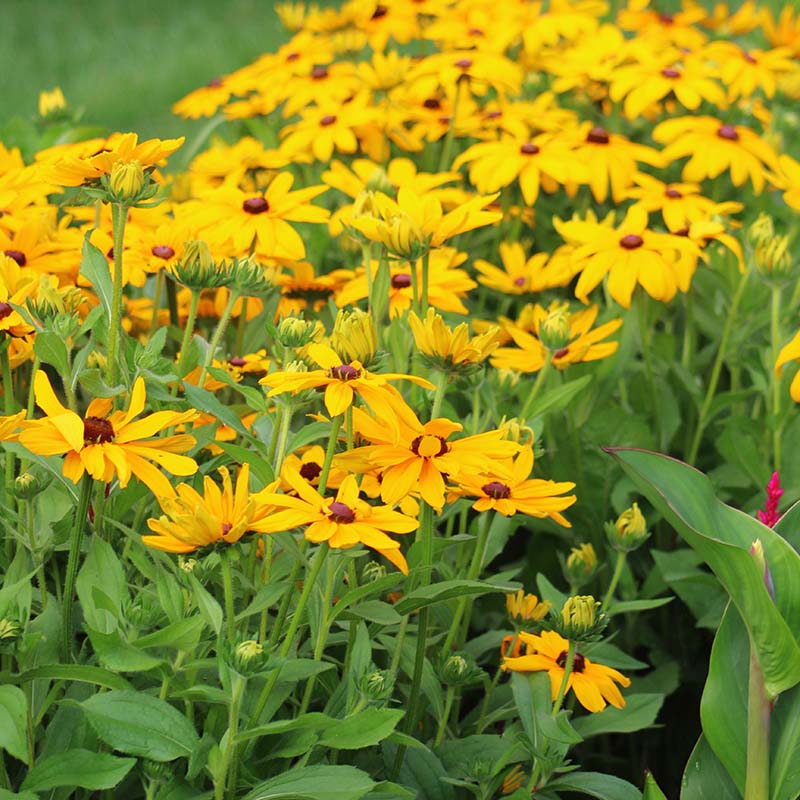 Rudbeckia Indian Summer Seed