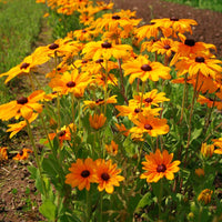 Rudbeckia Indian Summer Seed