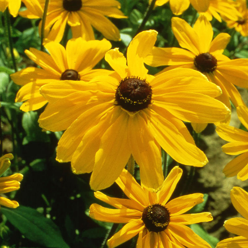 Rudbeckia Indian Summer Seed