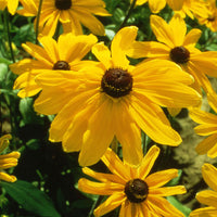 Rudbeckia Indian Summer Seed