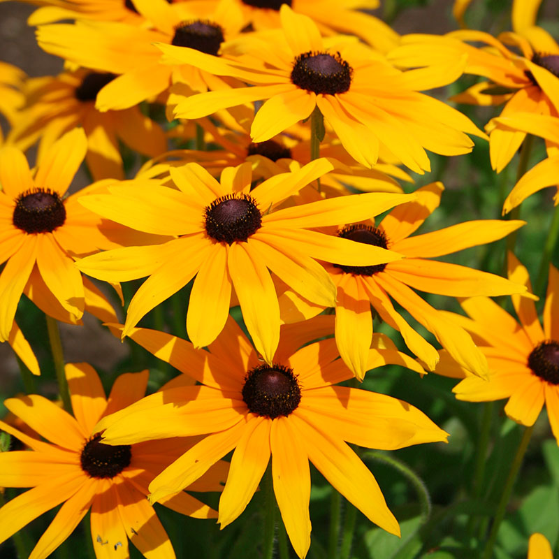 Rudbeckia Indian Summer Seed