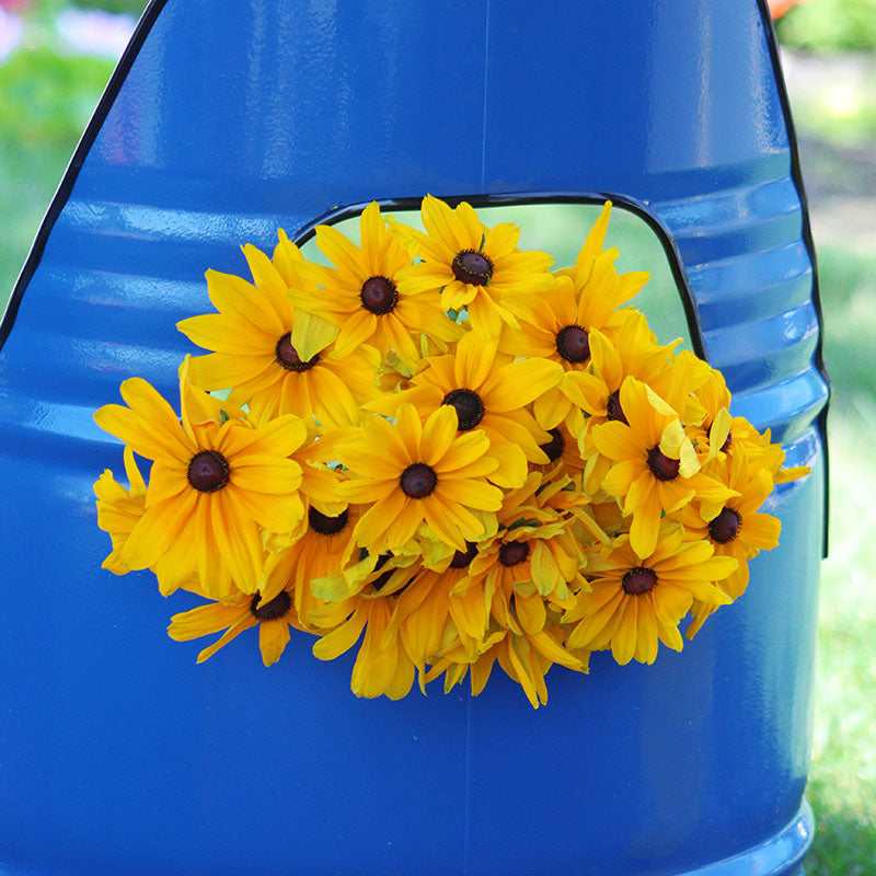 Rudbeckia Indian Summer Seed