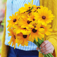 Rudbeckia Indian Summer Seed