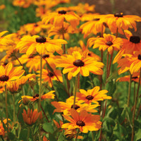 Rudbeckia Indian Summer Seed