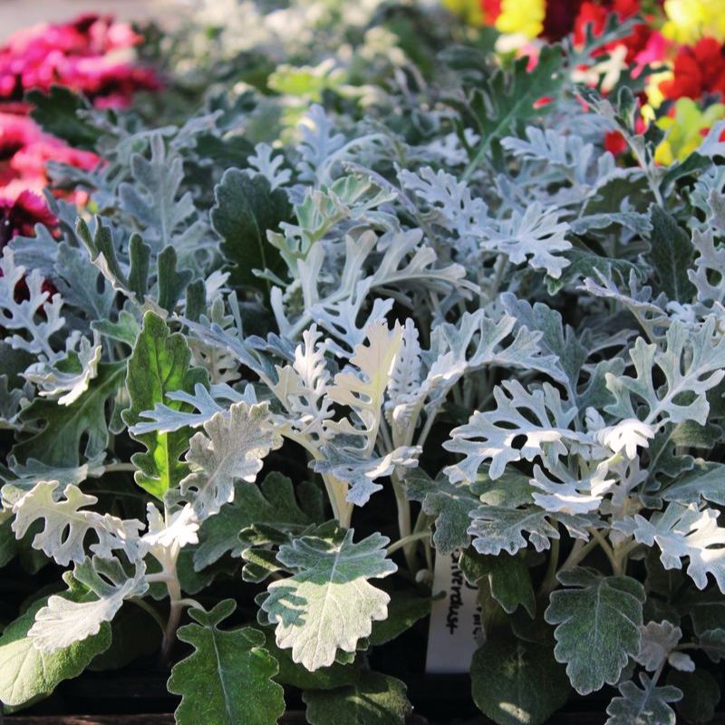 Dusty Miller Silverdust Seed