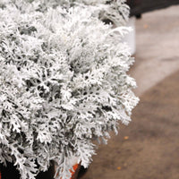 Dusty Miller Silverdust Seed