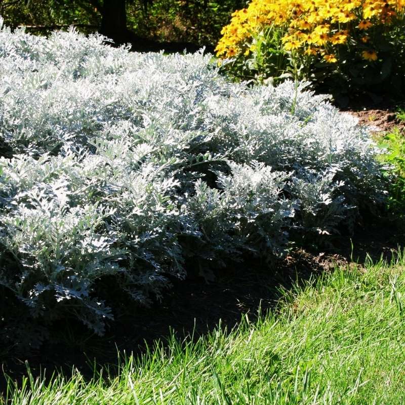 Dusty Miller Silverdust Seed