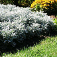 Dusty Miller Silverdust Seed