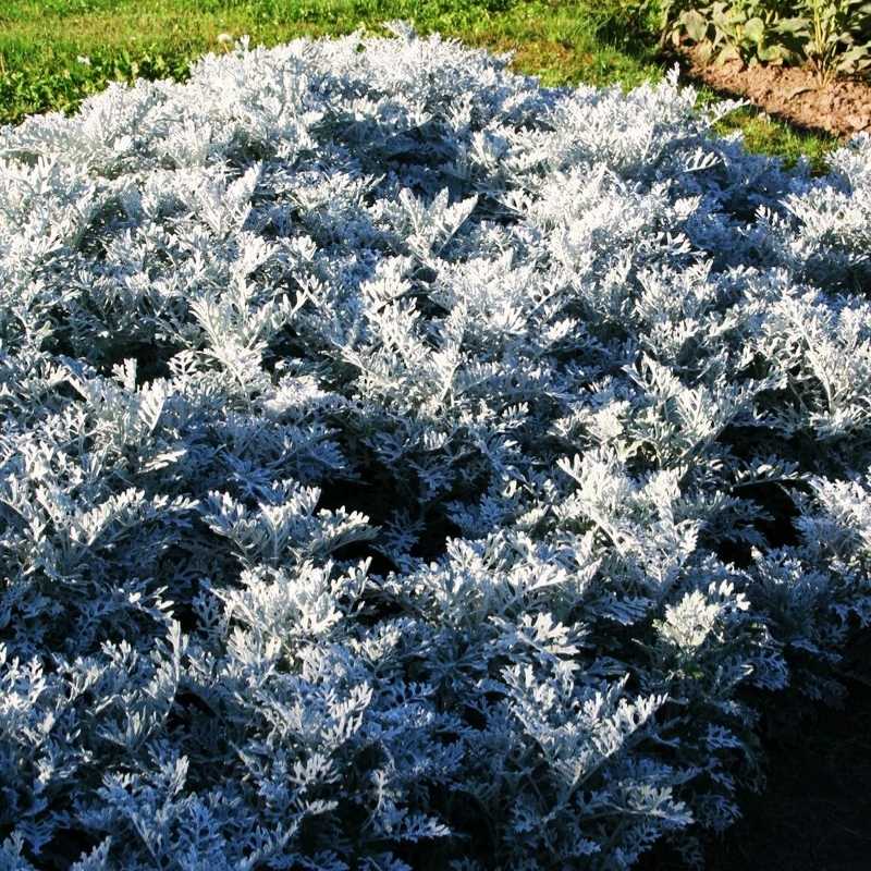 Dusty Miller Silverdust Seed