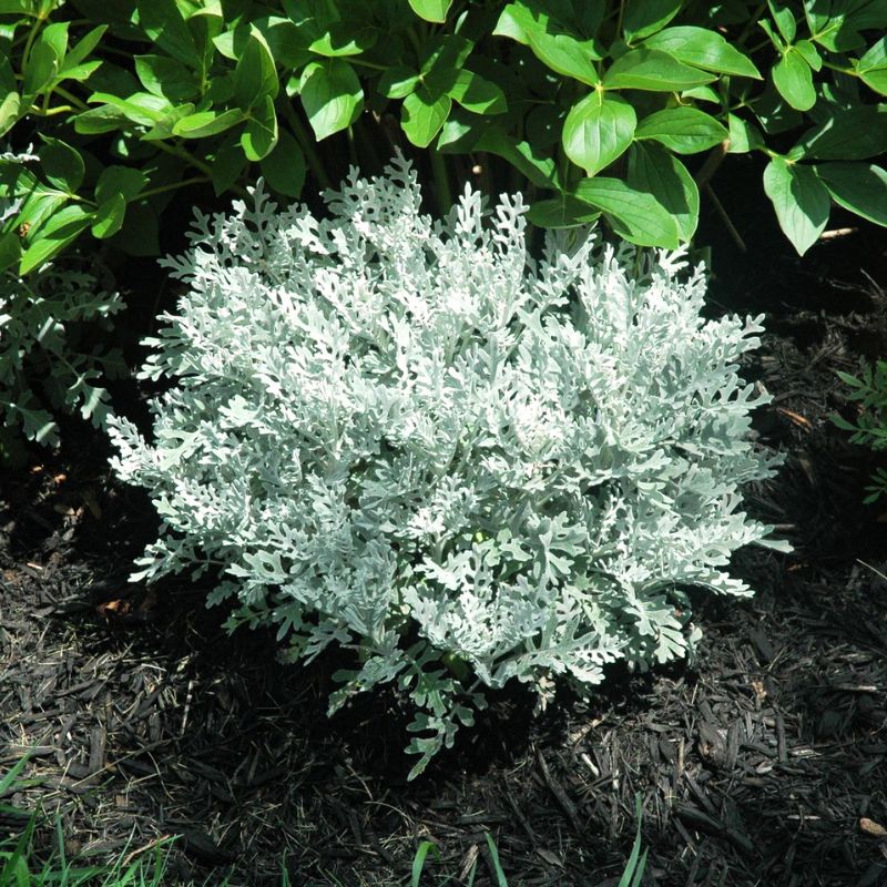 Dusty Miller Silverdust Seed