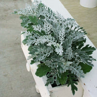 Dusty Miller Silverdust Seed