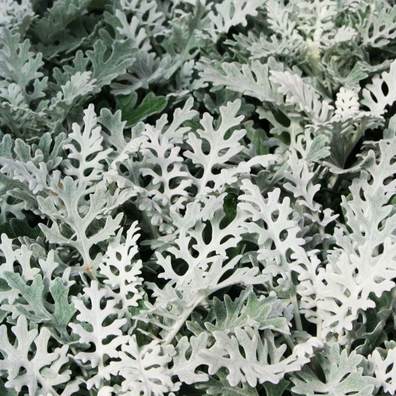 Dusty Miller Silverdust Seed